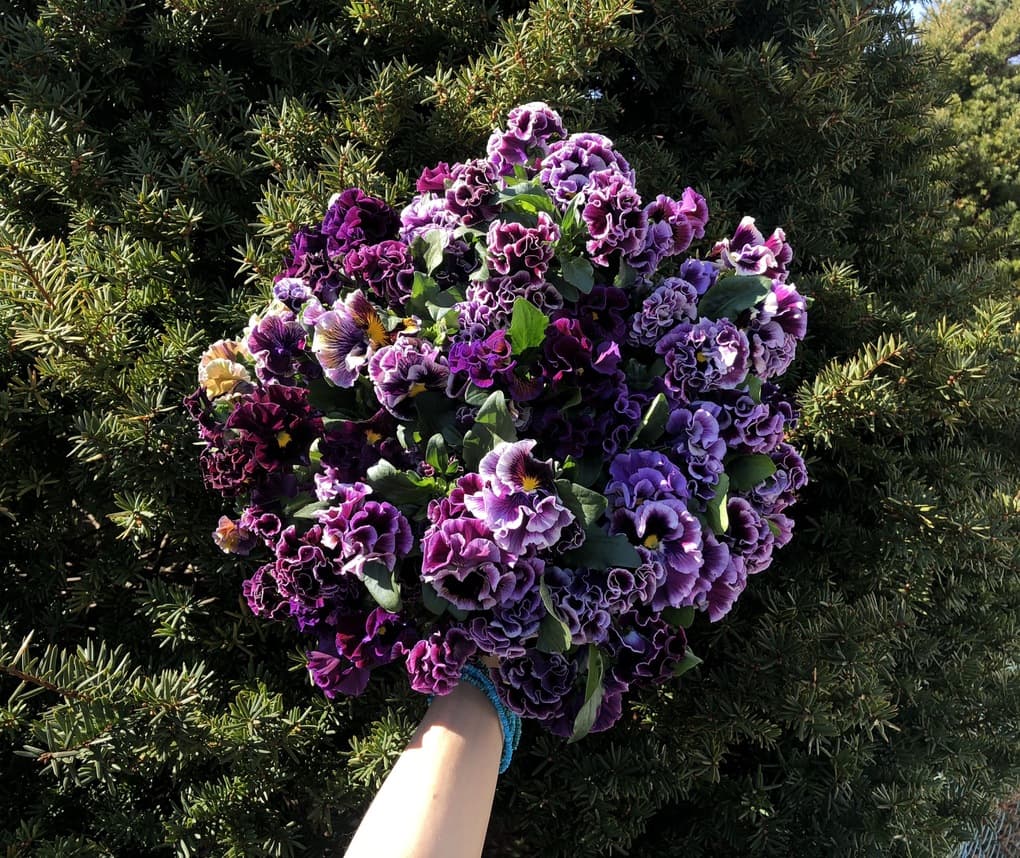 オブラートの花束の写真